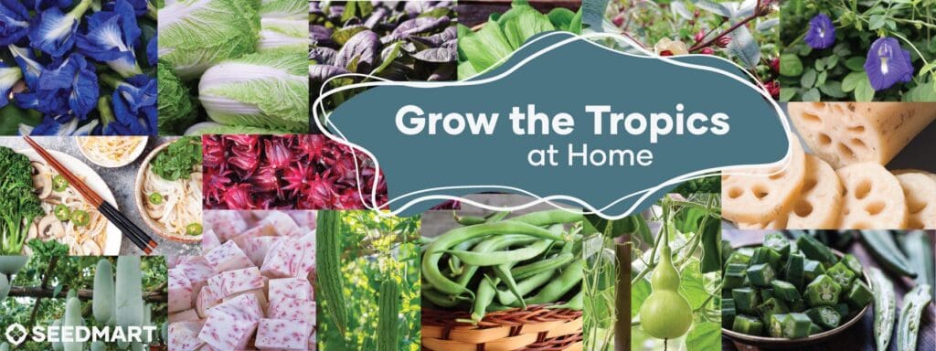 Grow the Tropics at Home | Seedmart