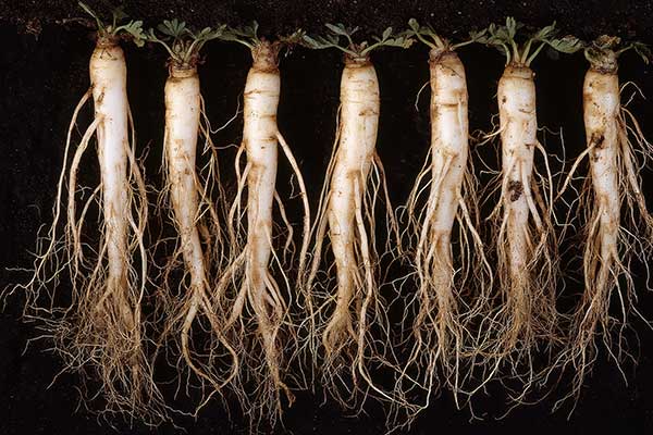 radish-taproots-claybusting-seedmart-australia