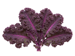 Kale Scarlet Borecole Curled | Seedmart