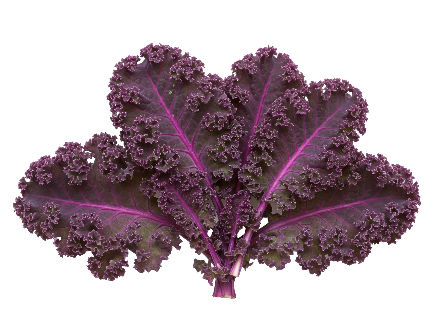 Kale Scarlet Borecole Curled | Seedmart