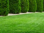Couch Grass Turf Seeds | Seedmart Australia