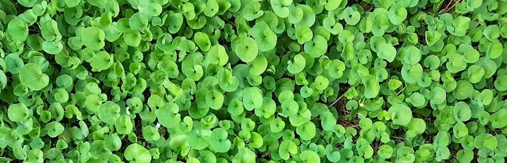 Dichondra Repens | Banner | Seedmart