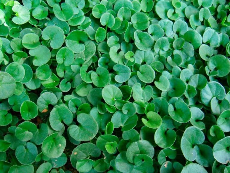 Dichondra Repens Seeds Australia | Lawn Alternative