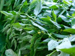 egyptian-spinach-leaves-seedmart-australia