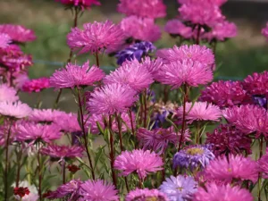 aster-californian-giants-seeds-1-seedmart-australia