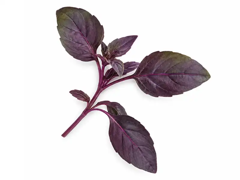 basil-dark-opal-seeds-isolated-seedmart-australia