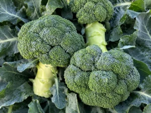 Broccoli Green King F1 Vegetable Seeds
