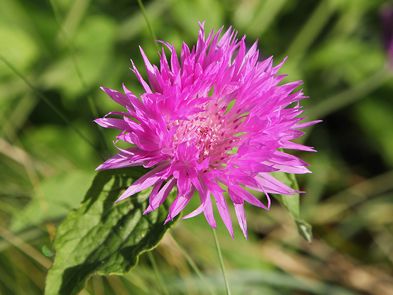 cornflower-pink-ball-seeds-1-seedmart-australia