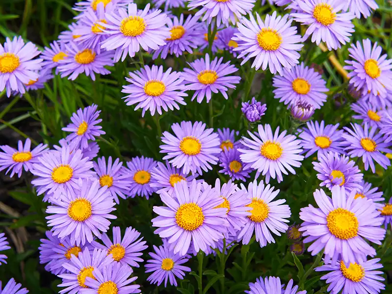 cut-leaf-daisy-seeds-seedmart-australia