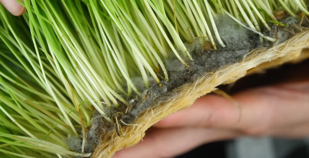 damping-off-microgreen-mould-seedmart-australia