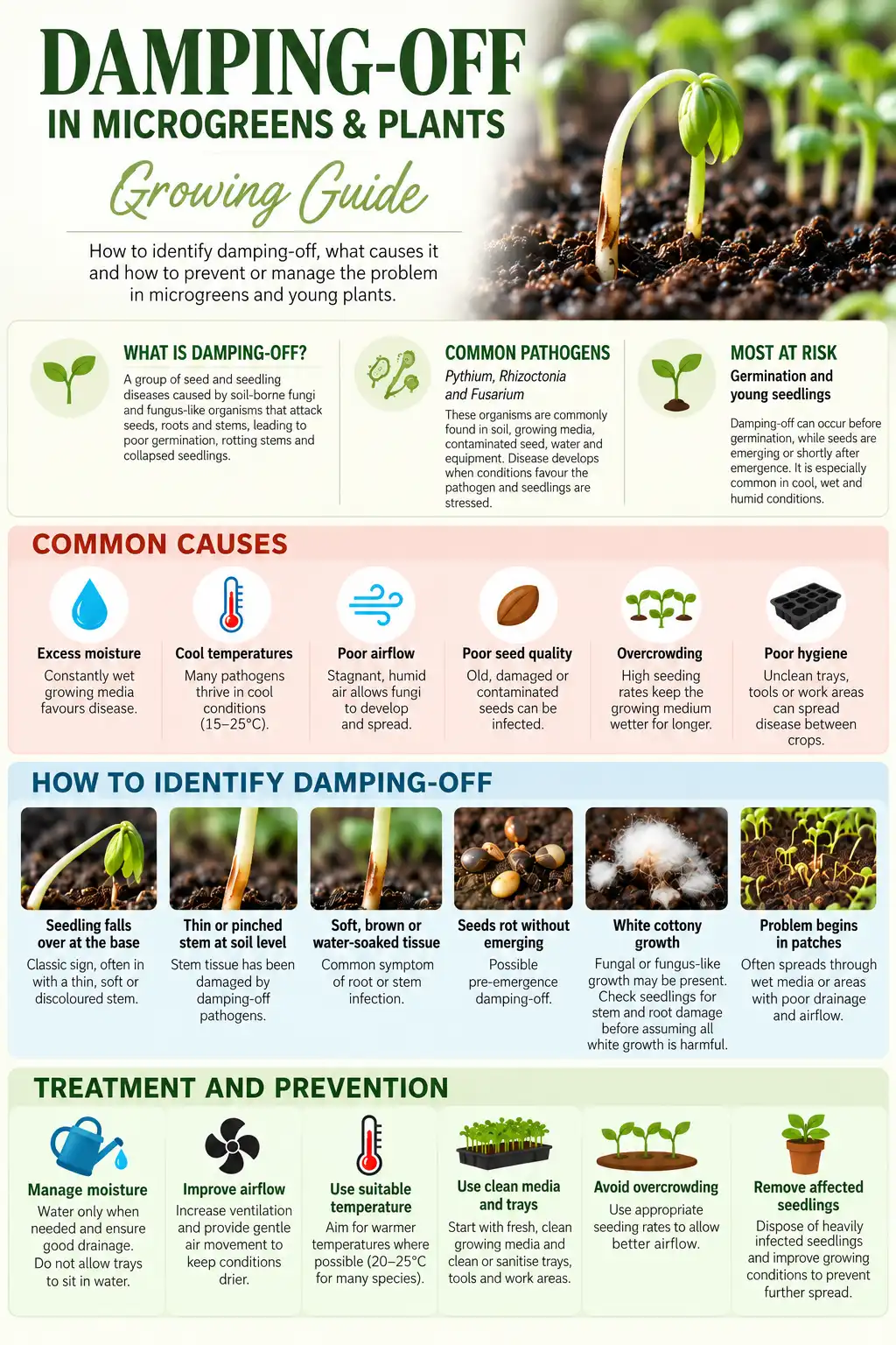 damping-off-microgreens-and-plants-infographic-seedmart-australia