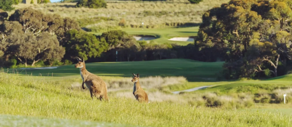 Kangaroo standing in grass in an Australian landscape