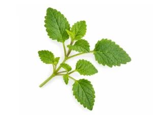 lemon-balm-microgreen-seeds-isolated-seedmart-australia