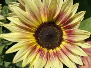 lemon-bush-sunflower-seeds-1-seedmart-australia
