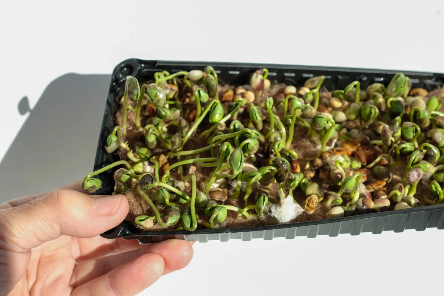 mould-seedling-tray-seedmart-australia