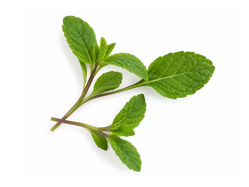 peppermint-microgreen-seeds-isolated-seedmart-australia