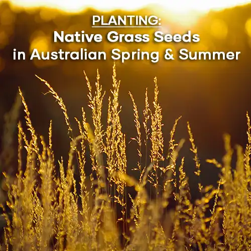 planting-native-grass-seeds-in-australian-spring-and-summer-seedmart-australia