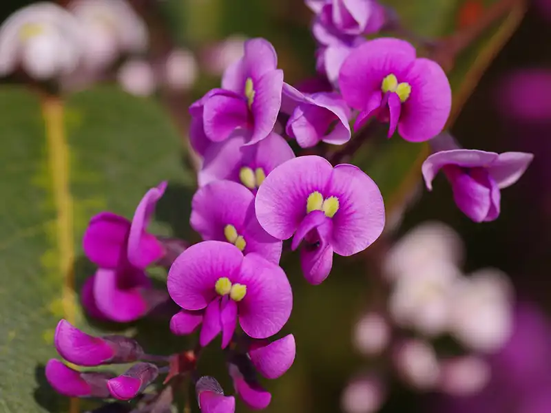 purple-coral-pea-seeds-seedmart-australia