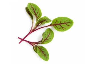 red-veined-sorrel-microgreen-seeds-isolated-seedmart-australia