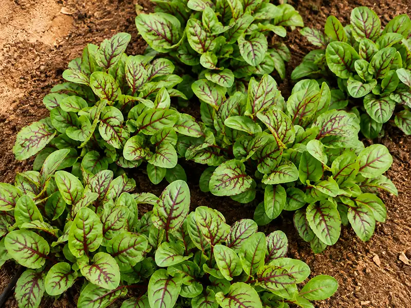 red-veined-sorrel-microgreen-seeds-seedmart-australia