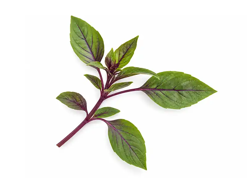 thai-basil-microgreen-seeds-isolated-seedmart-australia.