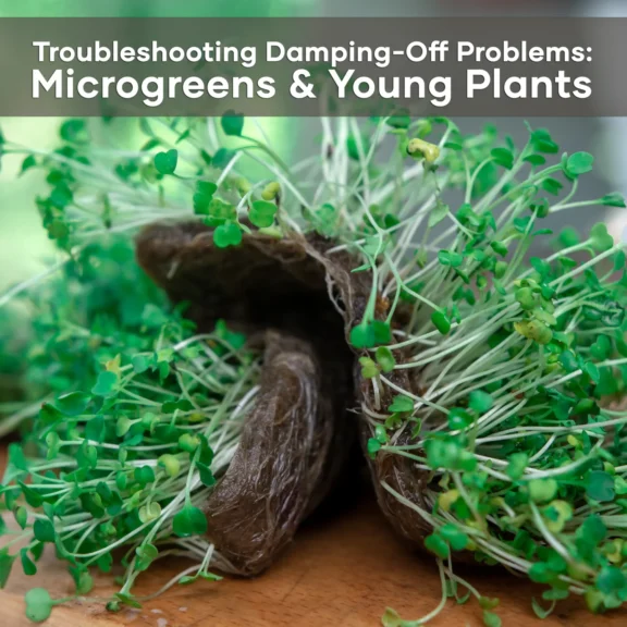 trouble-shooting-damping-off-problems-microgreens-seedmart-australia