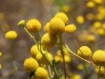 billy-buttons-craspedia-native-seedmart-australia