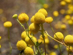 billy-buttons-craspedia-native-seedmart-australia