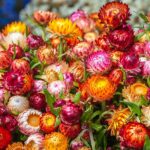 Everlasting Daisy Mixed Seeds