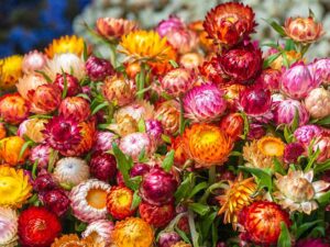 everlasting-daisy-mixed-native-seedmart-australia