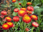 everlasting-daisy-scarlet-native-seedmart-australia