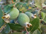 feijoa-native-seedmart-australia