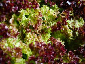 lettuce-lolla-rossa-closeup-seedmart-australia