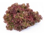 lettuce-lolla-rossa-seedmart-australia