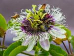 maypop-purple-passionflower-seedmart-australia