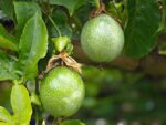 native-passionfruit-seedmart-australia