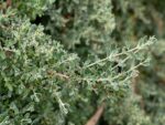 old-man-saltbush-native-seedmart-australia
