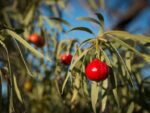 quandong-native-seedmart-australia
