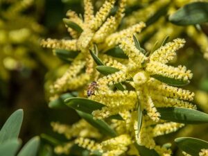 raspberry-jam-wattle-native-flowers-seedmart-australia