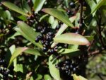 tasmanian-pepperberry-native-seedmart-australia