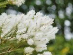 tea-tree-native-plant-seedmart-australia
