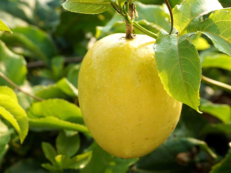 yellow-passionfruit-native-seedmart-australia