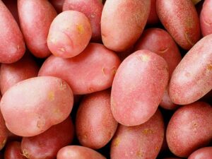 potato-red-lady-seedmart-australia