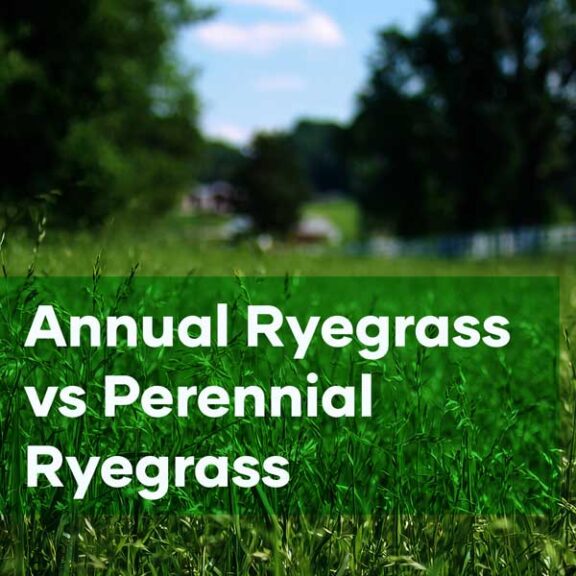 Annual Perennial Ryegrass Seedmart Australia