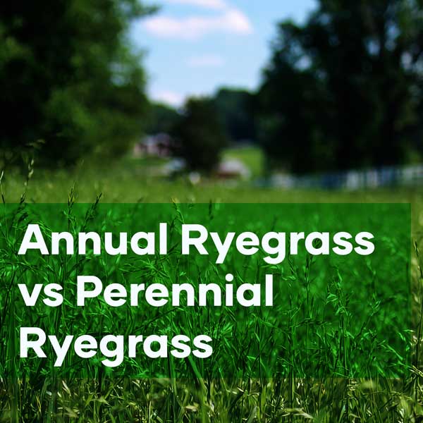 Annual Perennial Ryegrass Seedmart Australia
