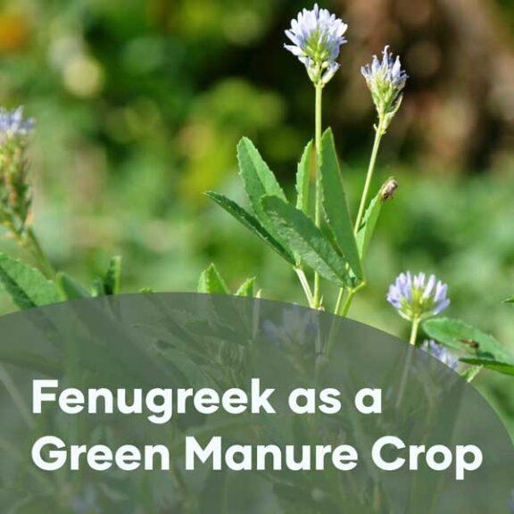 Fenugreek as a green manure crop in Australia