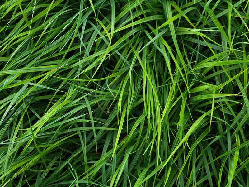 pennington-rebels-tall-fescue-grass-seedmart-australia