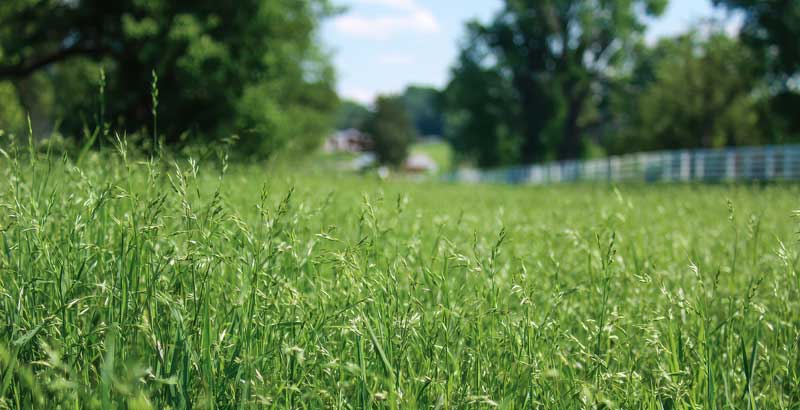 Rye Grass Australia Annual Perennial | Seedmart