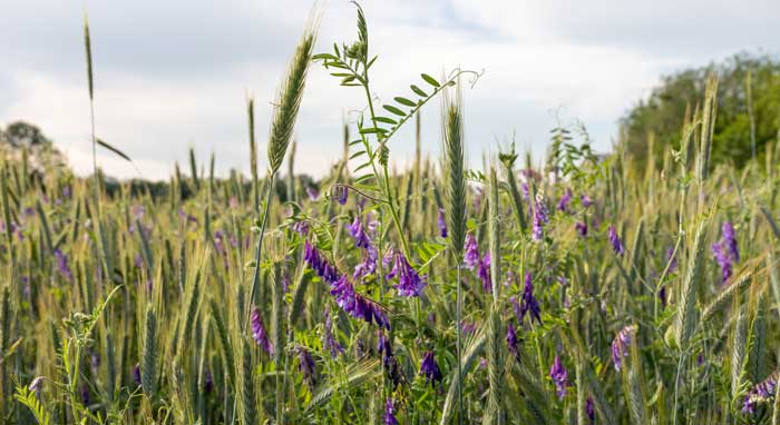 Vetch Rye Grass Seedmart Australia