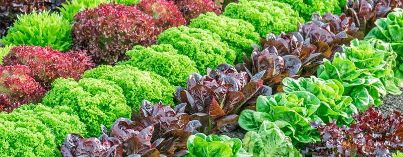 Lettuce Stop Bolting | Header | Seedmart Australia
